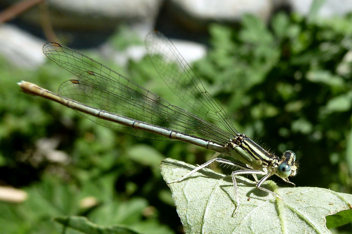 Platycnemis pennipes f&m